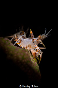 Tiger Shrimps Rock My World by Henley Spiers 
